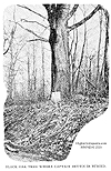 Gravesite at the "Bettin Oak"